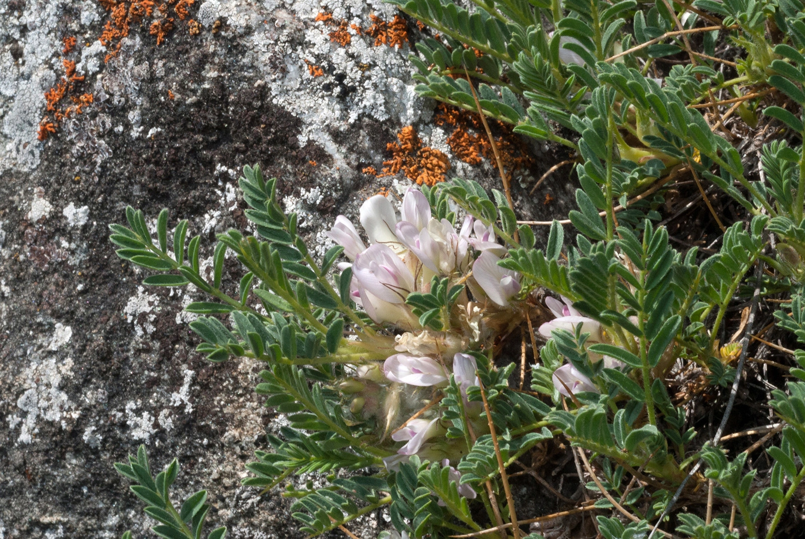 Photo Maurizio Broglio - Astragalus sempervirens